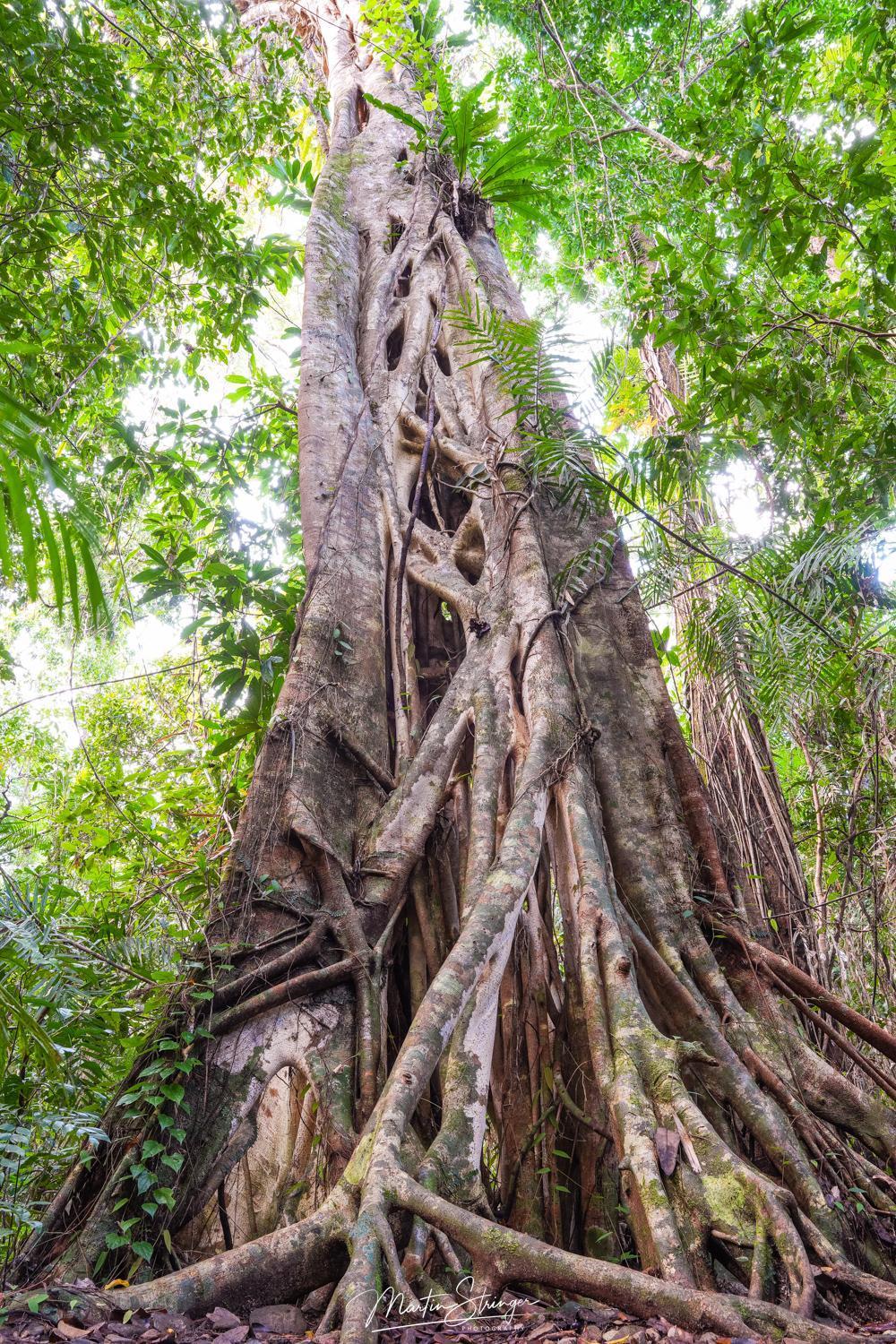 Noah Creek Eco Huts Villa Cape Tribulation Bagian luar foto